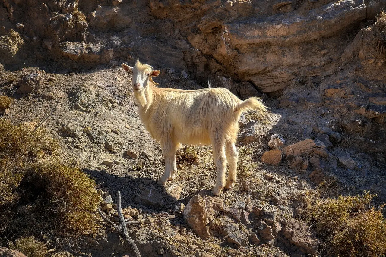 Hvordan er vejret i Kreta i uge 42?