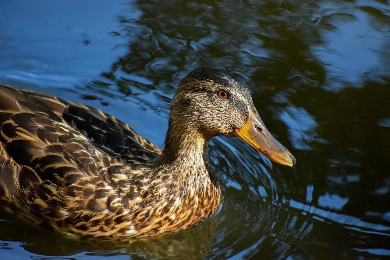 Se svar for Talord Krydsord